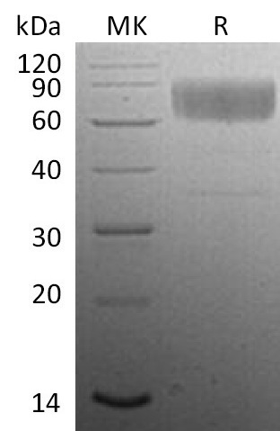 Mouse CD47 +SDS-PAGE-1.jpg